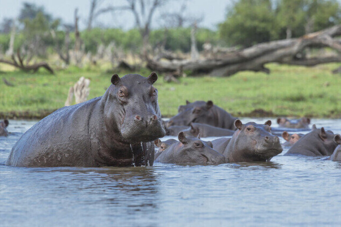 Russia leads international rescue effort for Escobars cocaine hippos