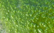 Algae will be used to harvest heavy metals and produce biofuel  Image: Wikimedia Commons