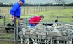 Compulsory sheep mulesing accreditation wanted by industry