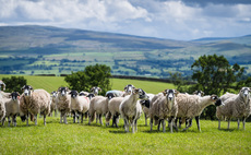 Sheep farmers need to think of consumers when diversifying