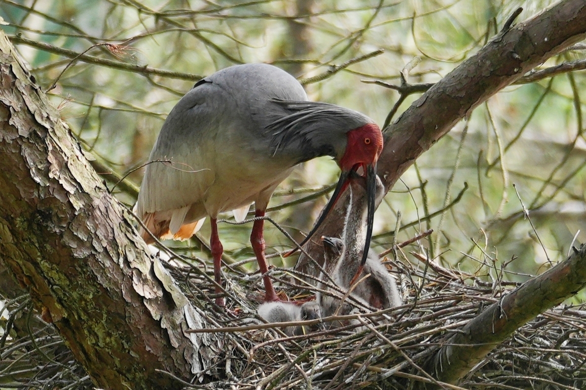 #CHINA-SHAANXI-HANZHONG-CRESTED IBIS-BREEDING (CN)