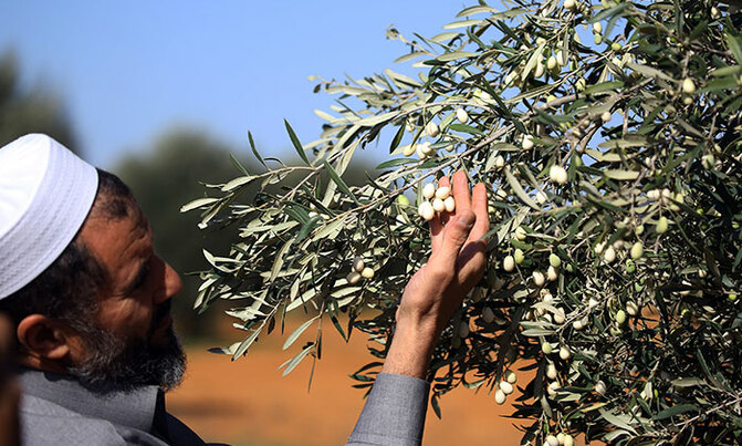 Libya's 'green gold' olive industry hit by export ban Libya's 'green gold' olive industry hit by export ban