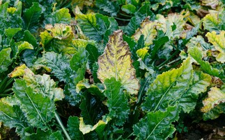 Apply foliar nutrition to sugar beet sooner rather than later, advises agronomist