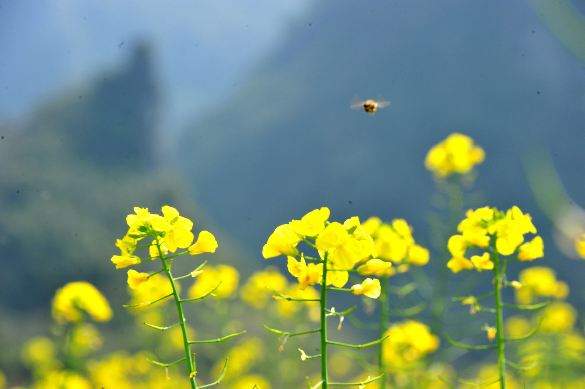 #CHINA-SPRING-RAPESEED FLOWER-SCENERY (CN)
