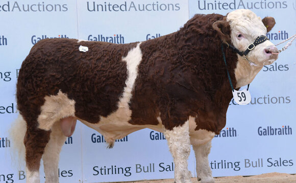 Simmental bulls sell to 26,000gns and set new breed record average at Stirling