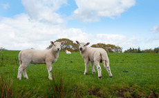 Scottish lamb market makes positive start to new season following spring high