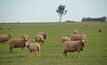 Traceability is one of the key drivers for a national approach to sheep electronic identification. 