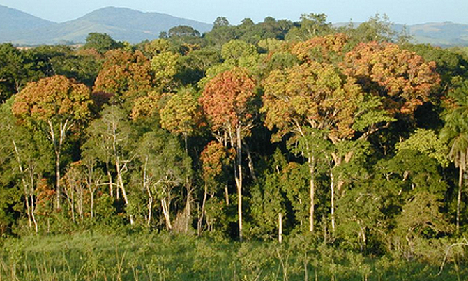 Gabon to be first African nation paid to fight deforestation Gabon to be first African nation paid to fight deforestation