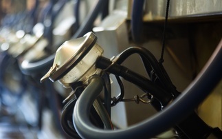 How dynamic milking assessments can improve udder health and parlour efficiency on dairy farms