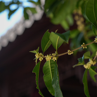 CHINA-ZHEJIANG-HANGZHOU-OSMANTHUS FLOWERS (CN)