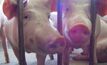 Pig owner pleads guilty to cruelty