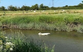 'Unrelenting' cow takes a dip in Savick Brook and refuses to get out