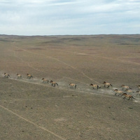 (EcoChina)CHINA-PRZEWALSKI'S HORSES-POPULATION-GROWTH (CN)