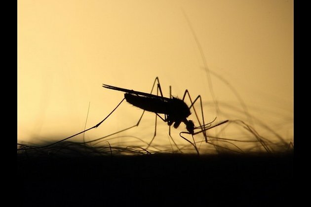 '8,058 Dengue cases reported across country this year'