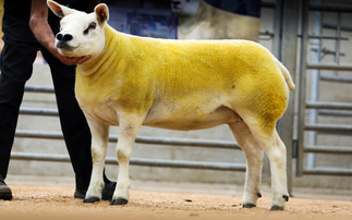 Sales round up: Texels to 3,800gns, new Cotswolds record, Blue Texels hit 2,800gns