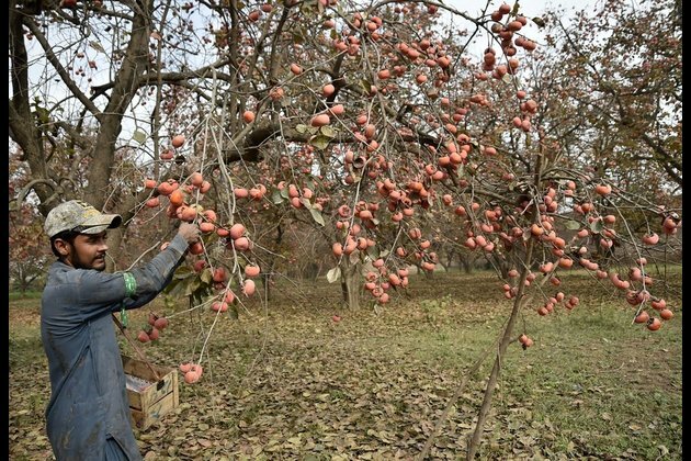Asia Album: People harvest persimmons in northwest Pakistan&#039;s Peshawar