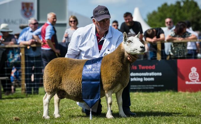 Inter-breed sheep and Cheviot champion,  Kale Camilla, a three-crop ewe from W.J. Douglas and Son, Upper Hindhope, Jedburgh