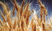 PROFARMER: Wheat markets- think about quality and quantity