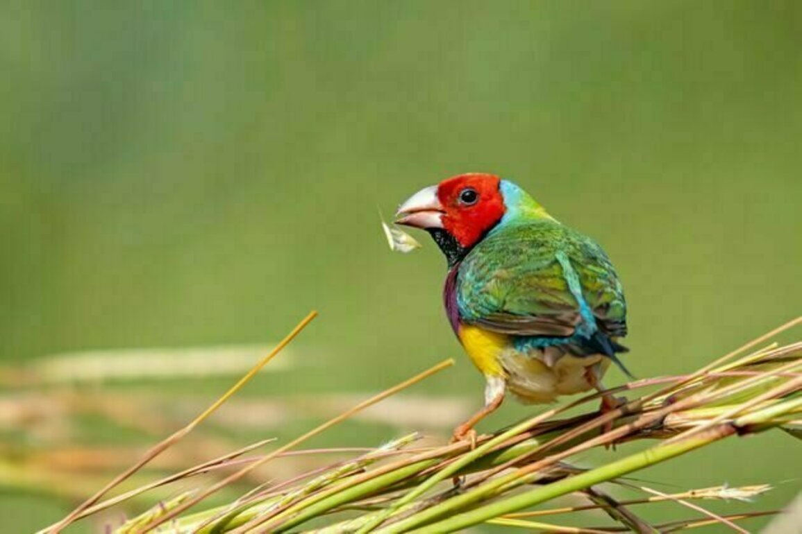 The Top End's tropical savannas are a natural wonder - but weak environment laws mean their future is uncertain