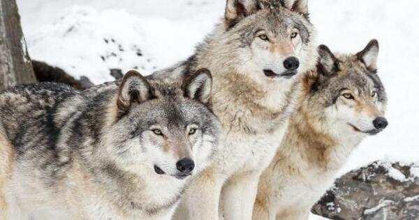 15 wolves from Canada released into Colorado under voter initiative
