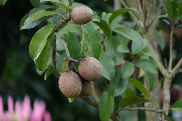 CHINA-HAINAN-EXOTIC FRUIT-RURAL REVITALIZATION (CN)
