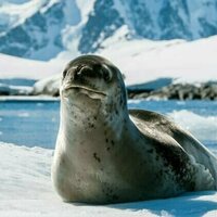 Antarctic leopard seal 'songs' are surprisingly similar to nursery rhymes