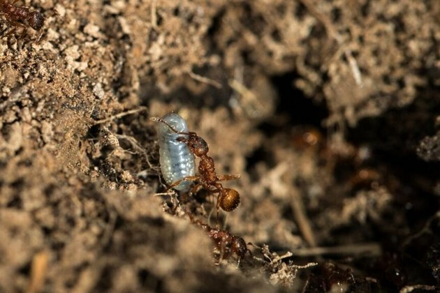 South American invasive stinging ant spotted in France for first time