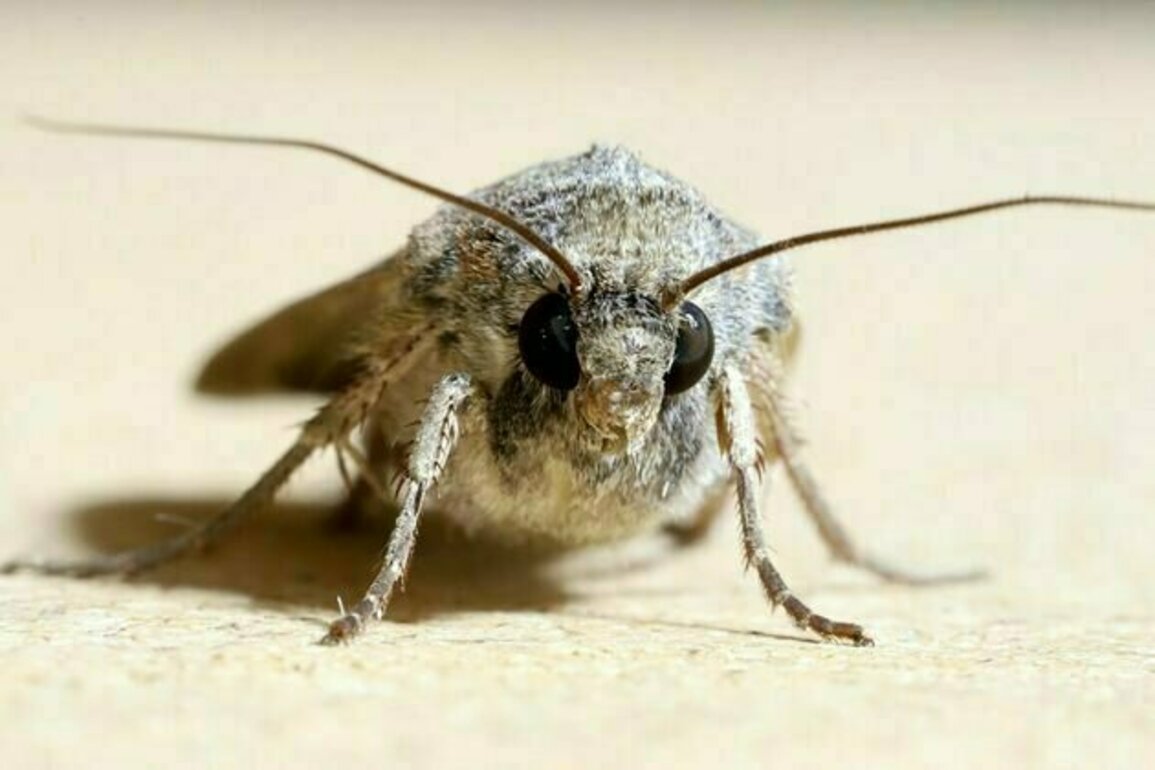 Migrating bogong moths use the stars and Earth's magnetic field to find ancestral summer caves each year