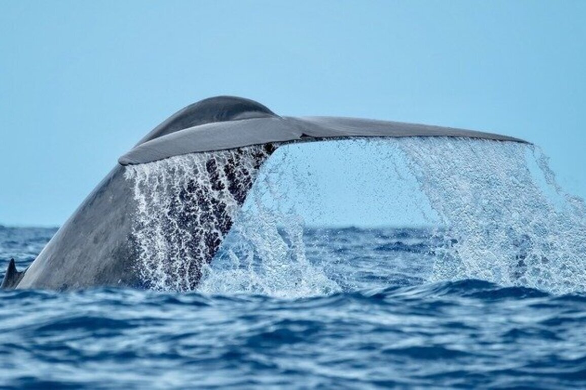 Marine national monument off MA coast loses federal protections 