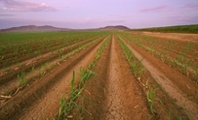 Sugar cane crops 'flat as a pancake' in Ita's wake