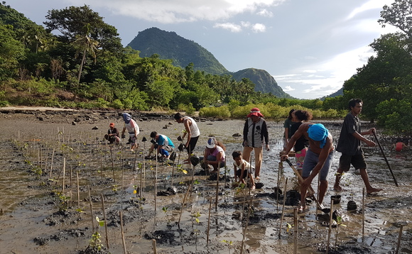 Nature based solutions, such as mangrove planting, should be used to combat both climate change and biodiversity issues, experts say | Credit:Zoological Society of London 