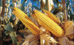 US scientists boost ethanol production