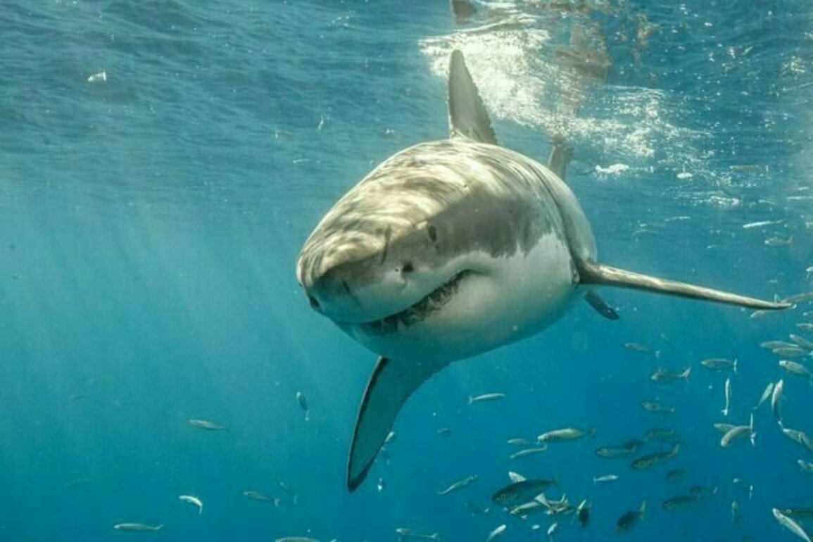 Jaws at 50: how a single movie changed our perception of white sharks forever