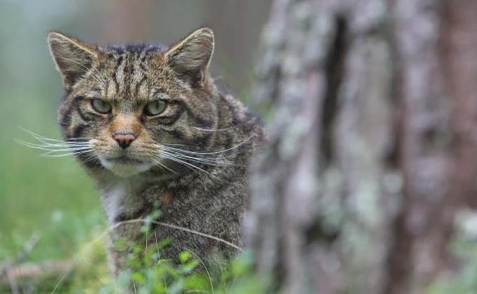 Scottish farmers welcome wildcat release