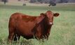Many studies have shown calm animals gain more weight more quickly compared to their feistier counterparts. 
