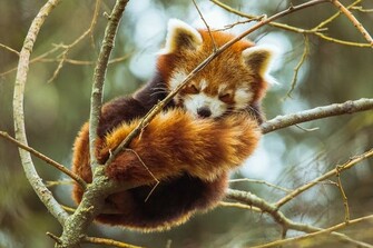 Mammal's lifespans linked to brain size, immune system function: Study