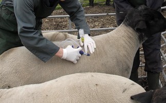 Bluetongue surge prompts urgent farming industry briefing