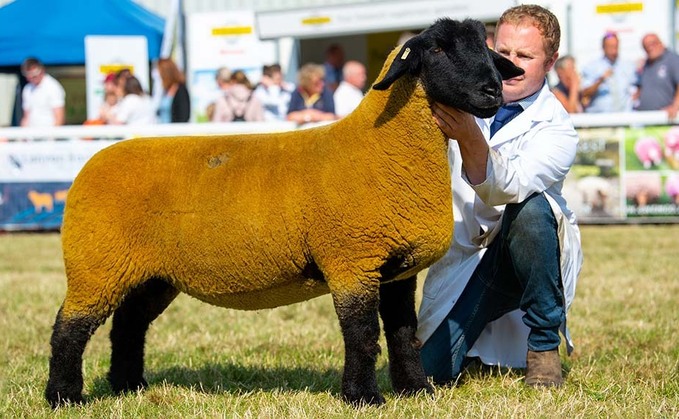 ROYAL WELSH 2022: Suffolk ewe scoops Welsh sheep inter-breed