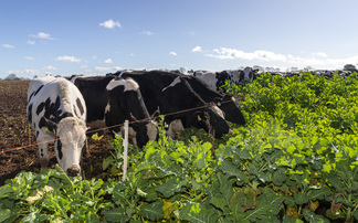 Top tips for outwintering dairy cattle