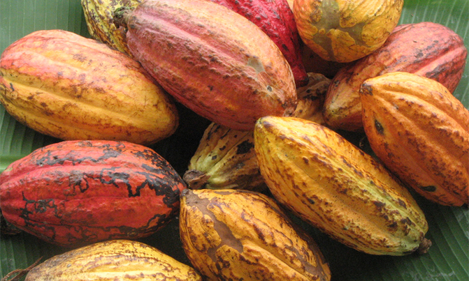 Congolese cocoa waits for peace to pursue sweet future Congolese cocoa waits for peace to pursue sweet future
