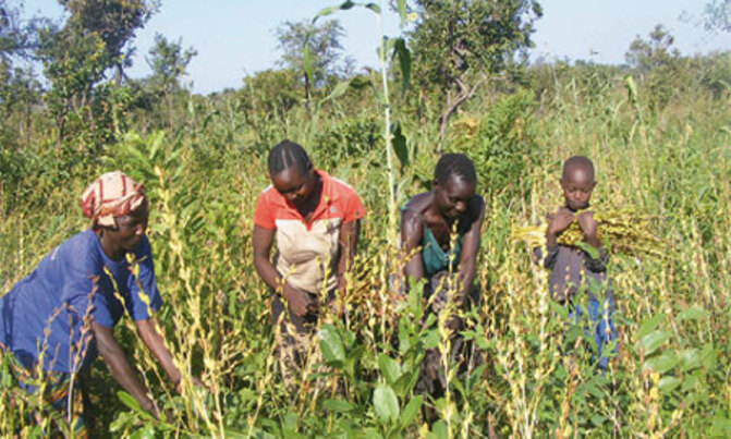 Agriculture in 50 years: From hand-hoe to nontraditional cash crops Agriculture in 50 years: From hand-hoe to nontraditional cash crops