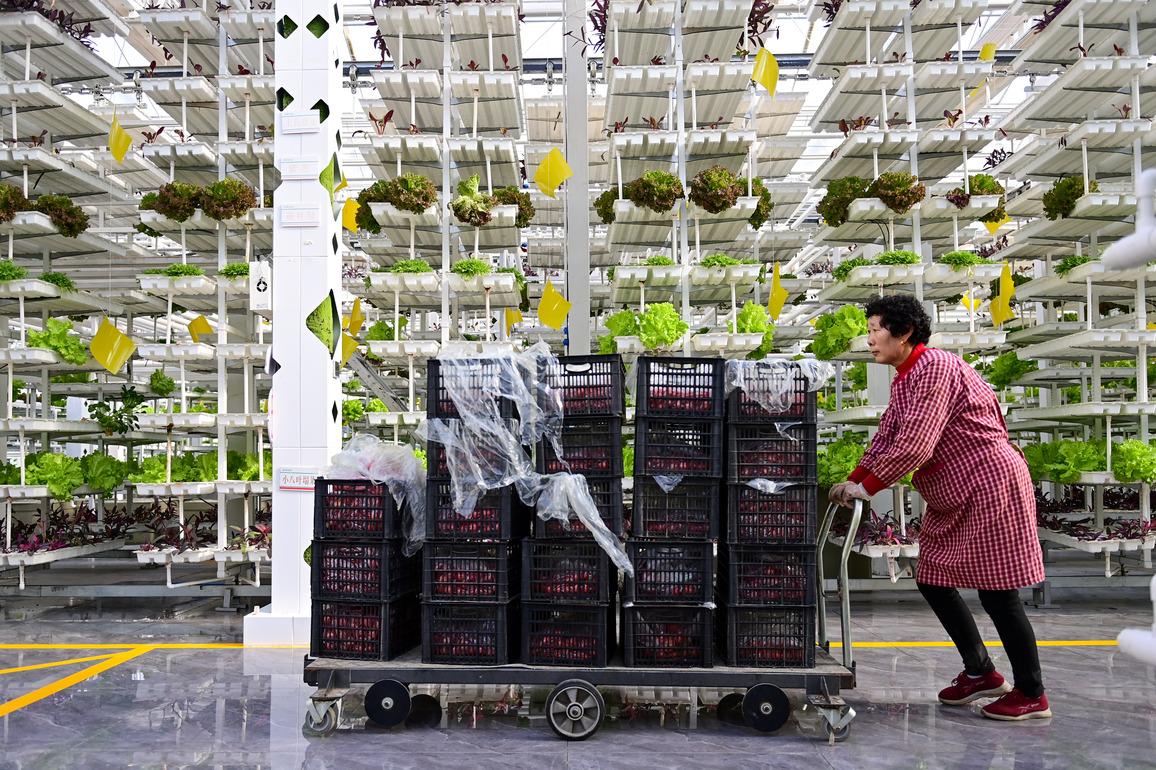 CHINA-XINJIANG-AGRICULTURE-SMART GREENHOUSES (CN)