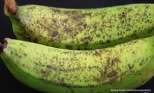 NT plan to eradicate banana freckle