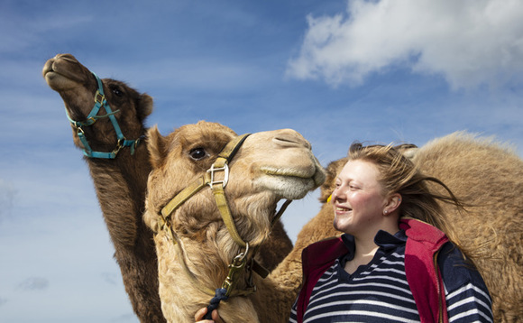 Young Farmer Focus - Daisy Fossett: "We became the UK's first and only camel dairy"