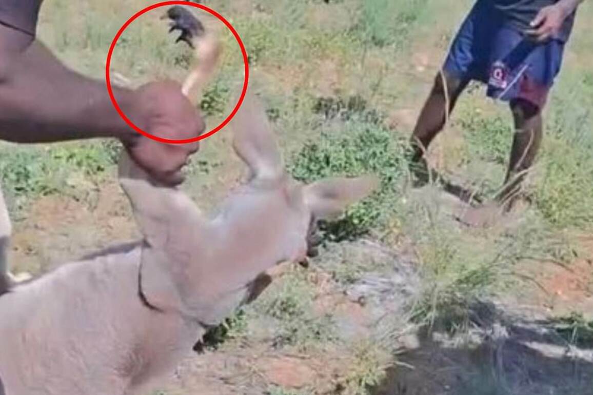 Vile moment group of men TORTURE a defenceless kangaroo in shocking clip