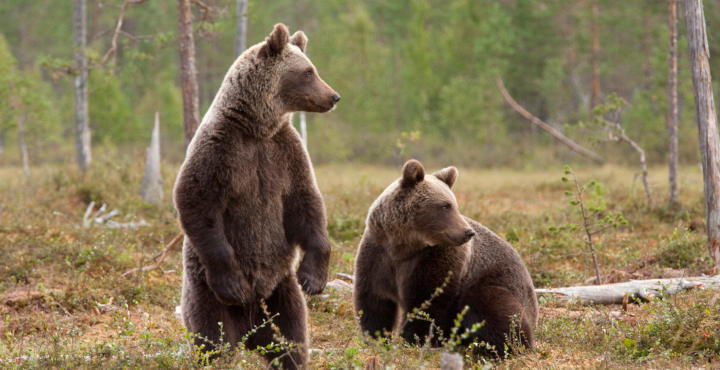 bears