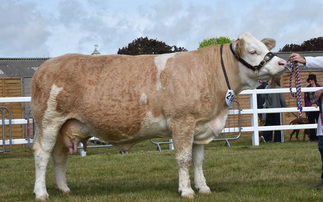 Simmental claims beef supreme championship at Suffolk Show