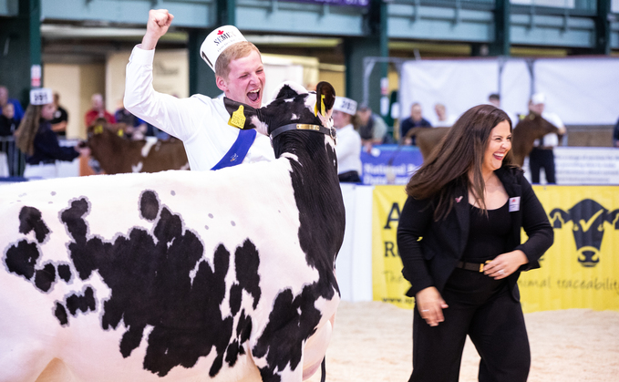 Hot competition in the showmanship ring at All Breeds All Britain