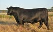 Australian bull underpins US program