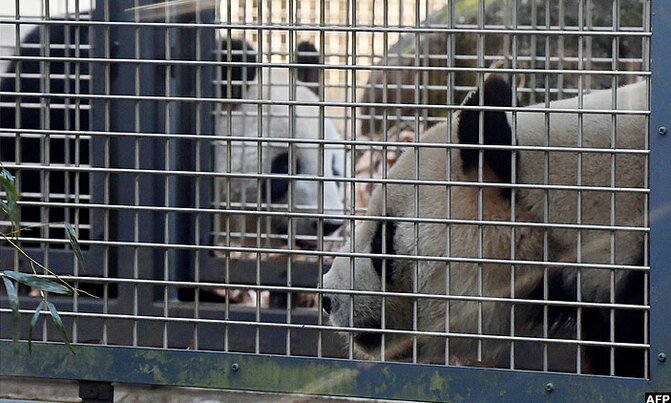 Get a room! Tokyo zoo's shy pandas try for a baby Get a room! Tokyo zoo's shy pandas try for a baby